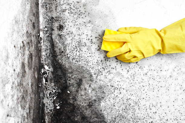 Home Mold Removal in Cut Bank, MT
