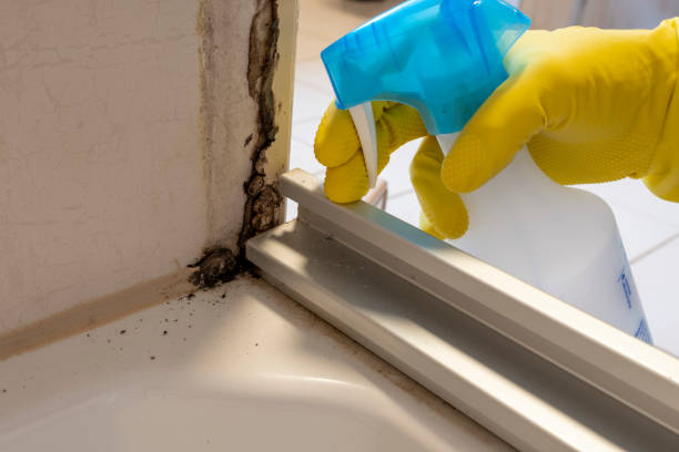 Best Residential Mold Removal  in Cut Bank, MT