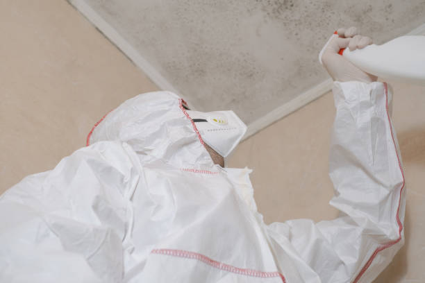 Best Certified Mold Removal  in Cut Bank, MT